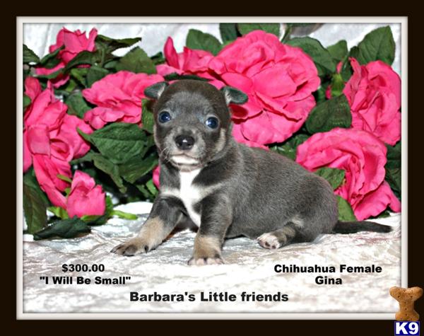 Puppies in Scottsville